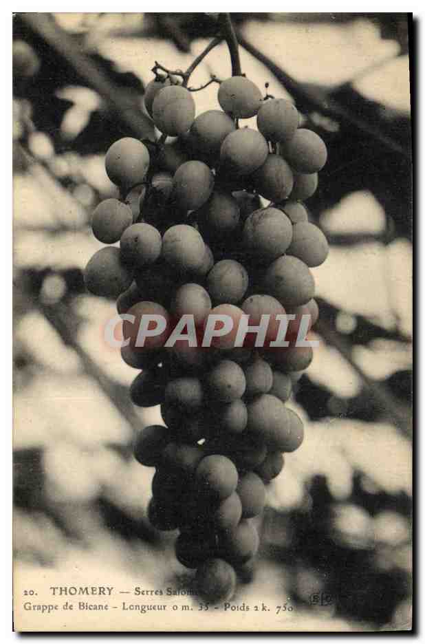 CPA Vin Vendanges Thomery Serres Salomon Grappe de Bicane