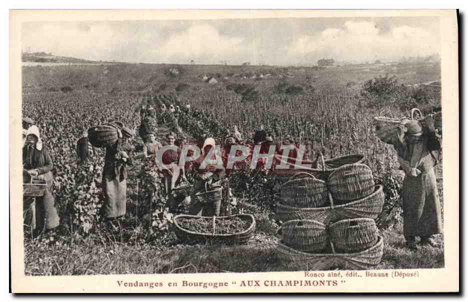 CPA Vin Vendanges en Bourgogne Aux Champimonts