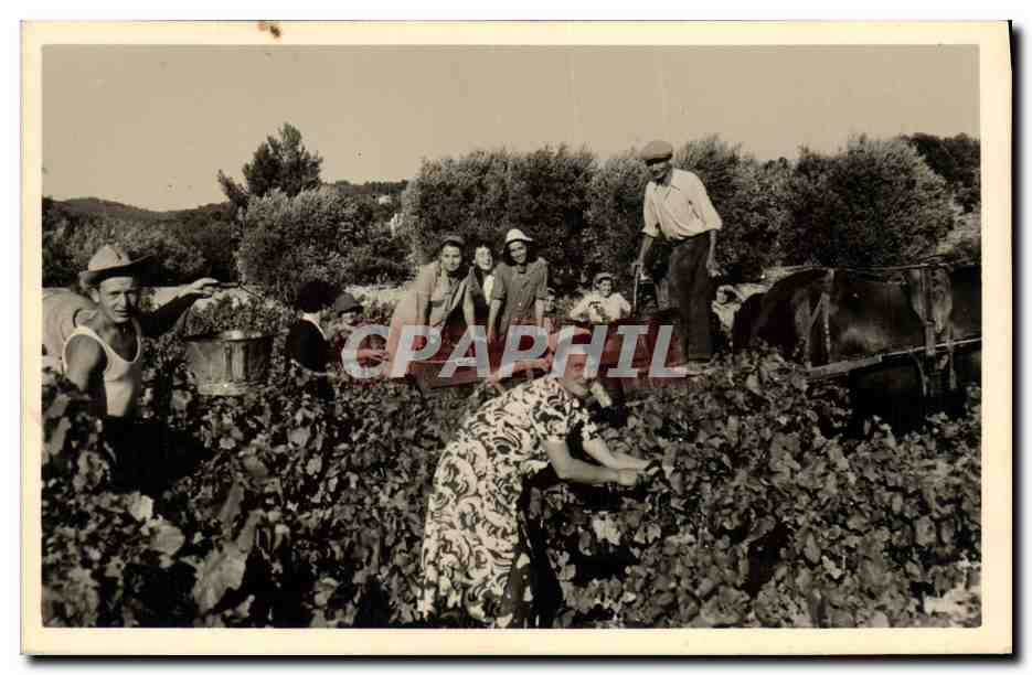 CPA Vin Vendanges 
