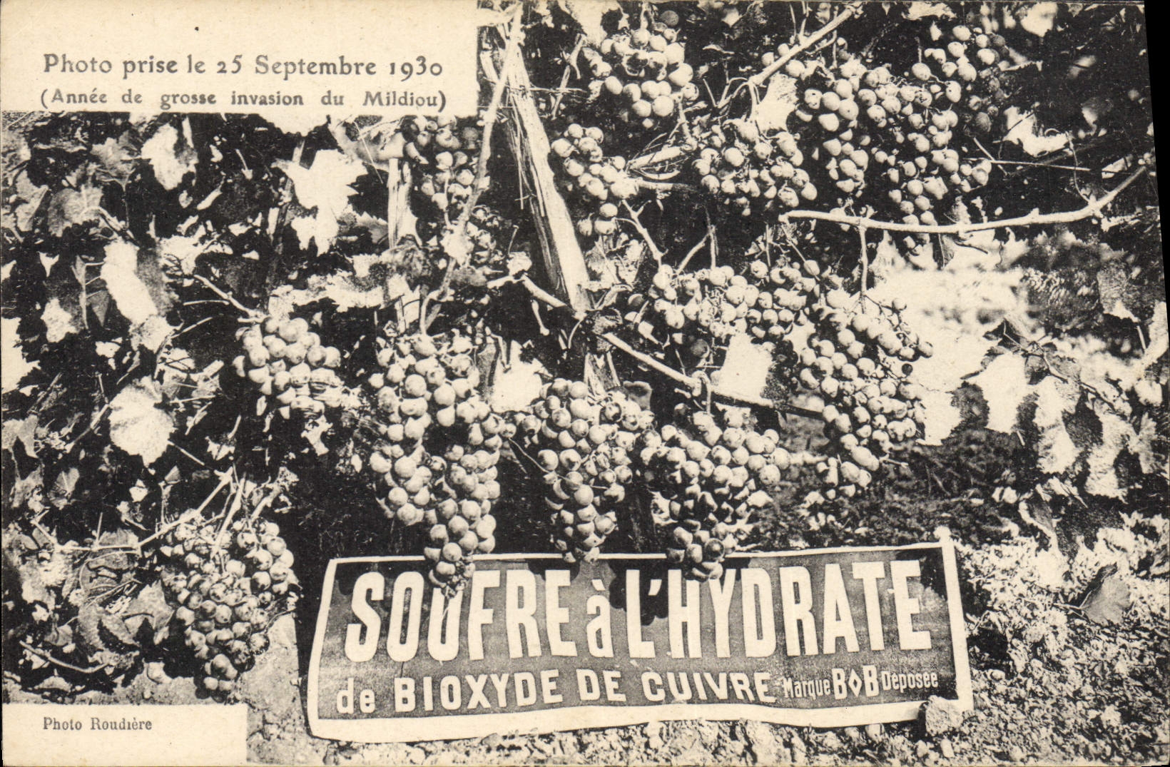 CPA Vin Vendanges Photo prise le 25 septembre 1930 Annee de la grosse invasion du Mildiou Souffre a l'hydrate de Bioxyde de cuivre