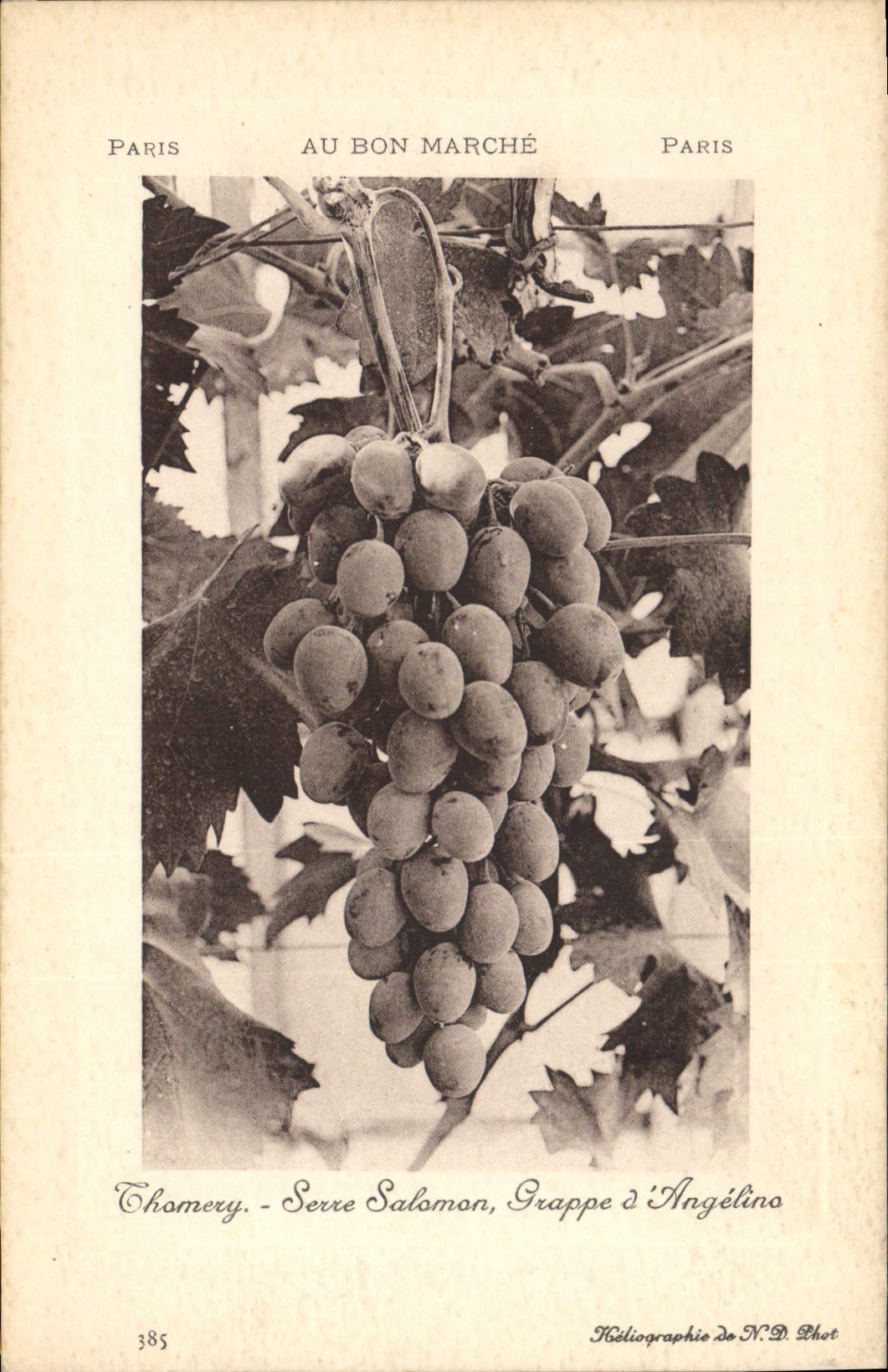 Thomery - Série Salomon, Grappe d'Angélino — Au Bon Marché, Paris — Héliographie de N.D. Phot