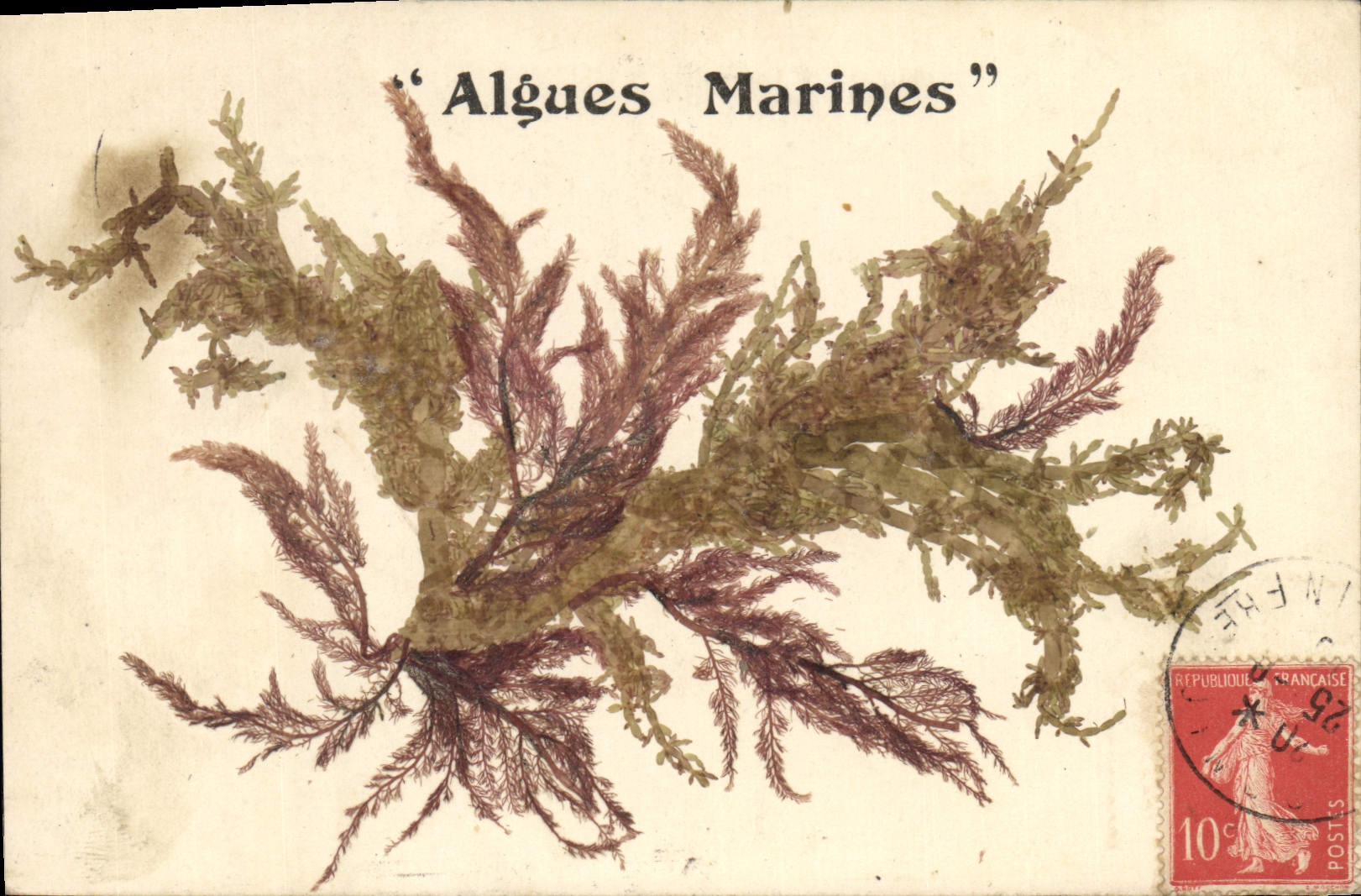 Alghe marine — Editore sconosciuto, numero di serie non visibile