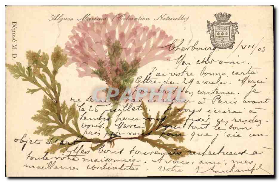 Meeralgen (Natürliche Farbe) — Cherbourg — Einlieferung M.D.
