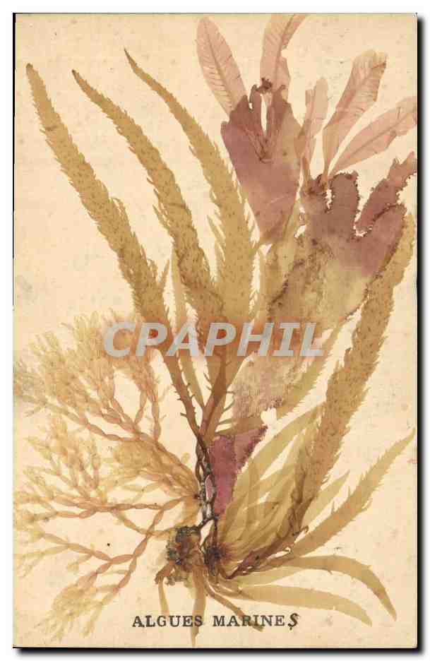 Algi morskie — ilustracja botaniczna — wydawca nie widoczny