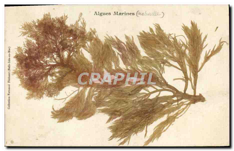 Algas marinas (natural) — Colección Fernand Fehant (Belle-Île-en-Mer)