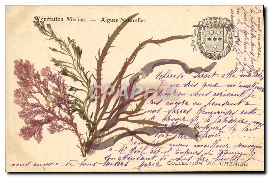 Vegetación marina — Algas naturales — Colección Ar. Chénier