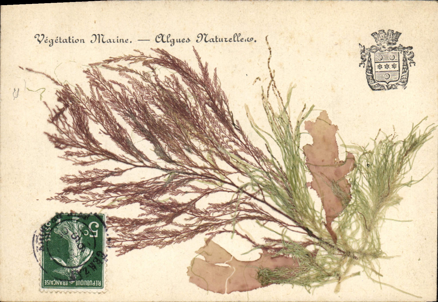 Vegetación Marina — Algas Naturales — Editor desconocido, número de serie no visible