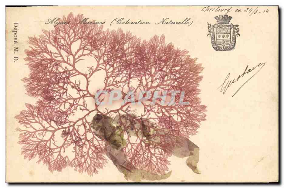 Morsze morskie (naturalna kolorystyka) — Dépôt M.D. — Cherbourg