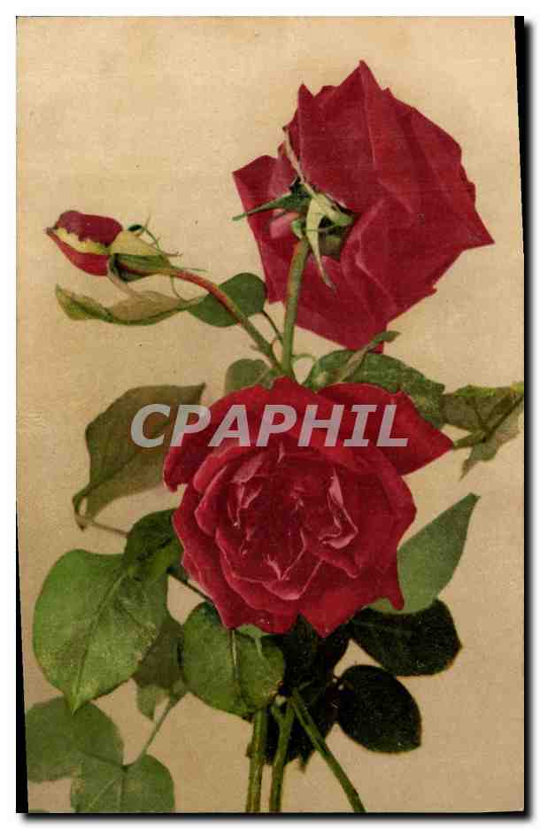 CPA Fantaisie Fleurs 