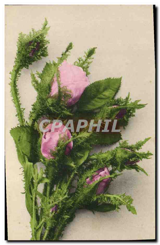 CPA Fantaisie Fleurs 