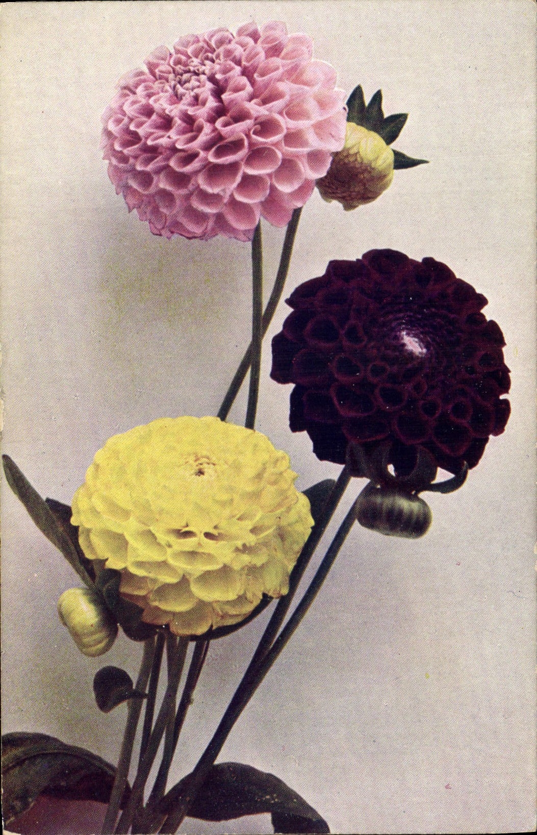 CPA Fantaisie Fleurs Dahlia variabilis 
