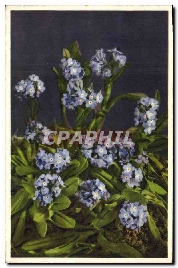 CPA Fantaisie Fleurs Myosotis alpestris 