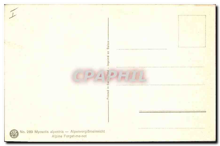 CPA Fantaisie Fleurs Myosotis alpestris  — Verso
