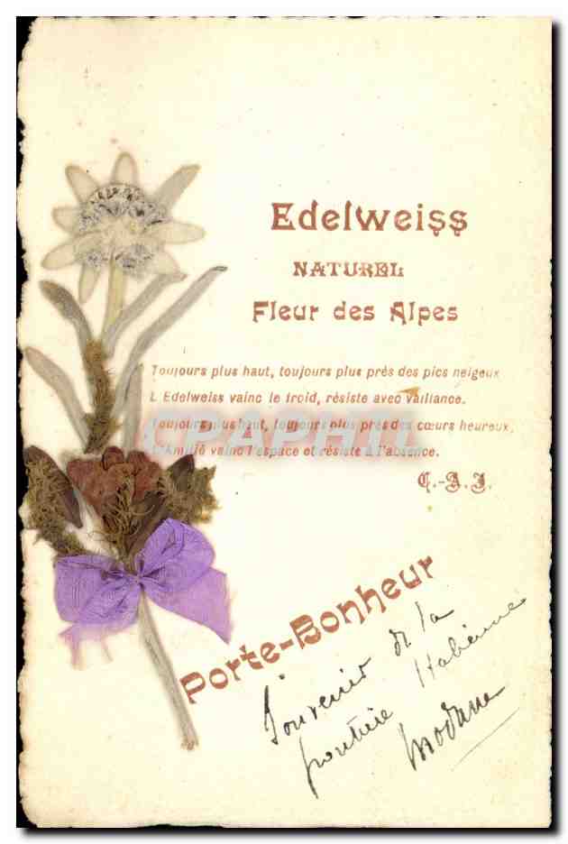 Edelweiss natural — Flor de las Alpes — Portafortuna Italiano
