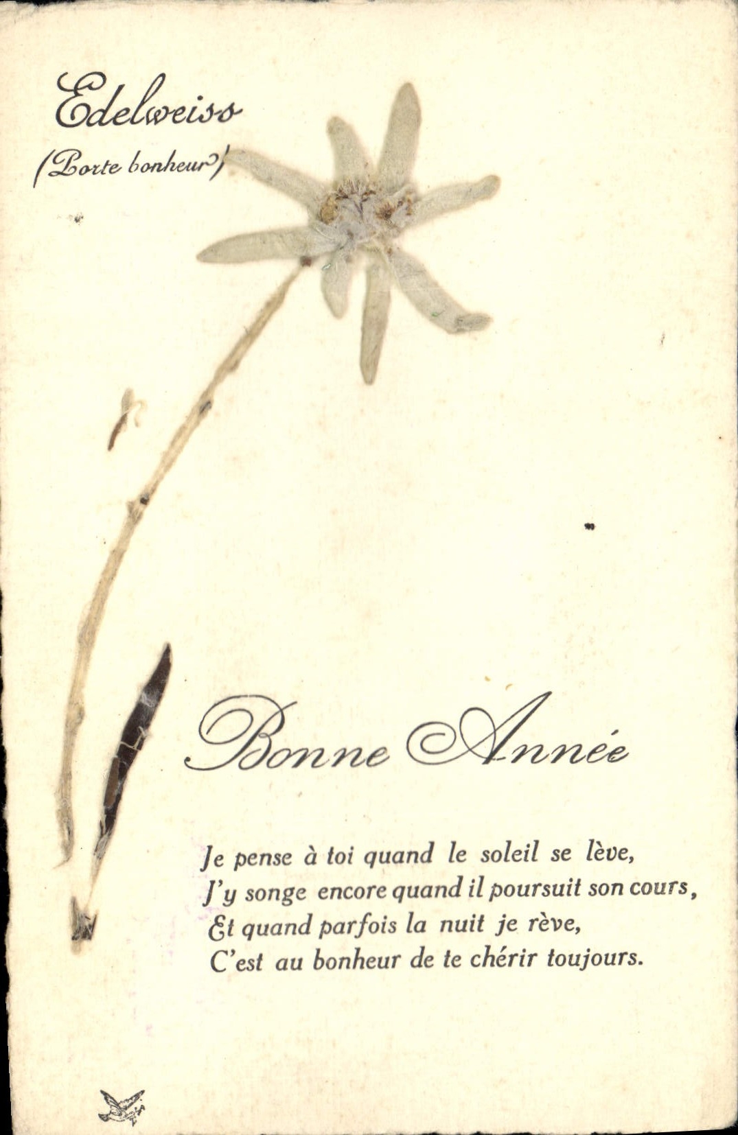 Edelweiss — Feliz Año — Tarjeta postal con flor seca