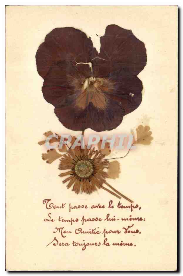 Fleur séchée — Pansée et marguerite — Marque TM, Dépôt