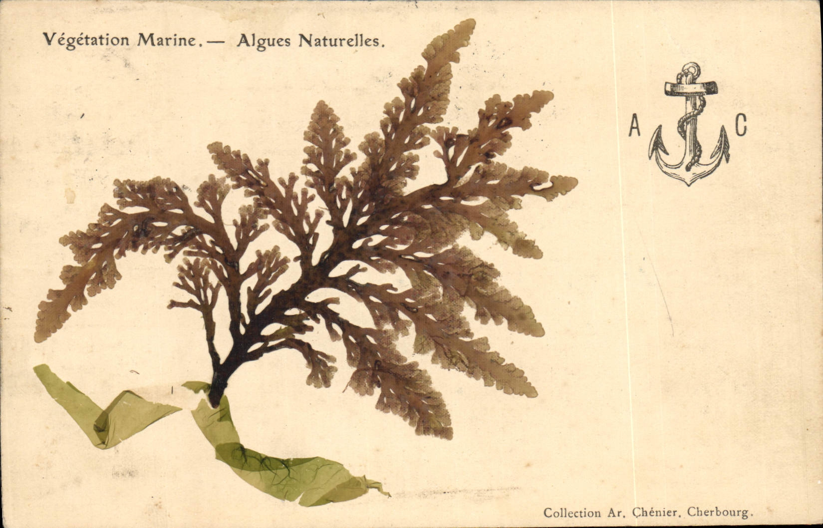 CPA Fantaisie Fleurs sechees Algues naturelles
