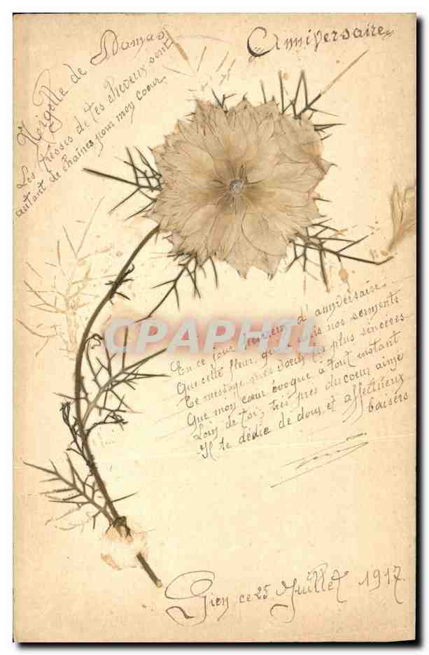 Fleur de nigelle — Anniversaire — Gien, 25 juillet 1917