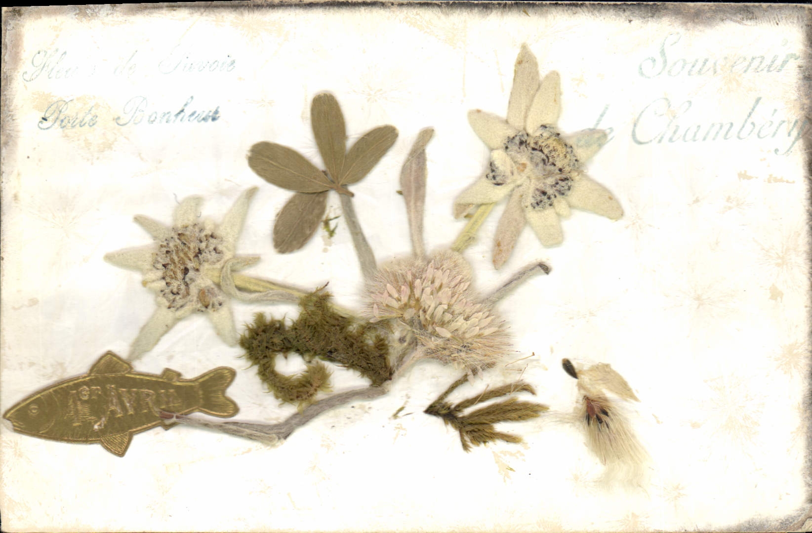 Flores de Saboya — Recuerdo de Chambéry — Editor: Petite Bonheur