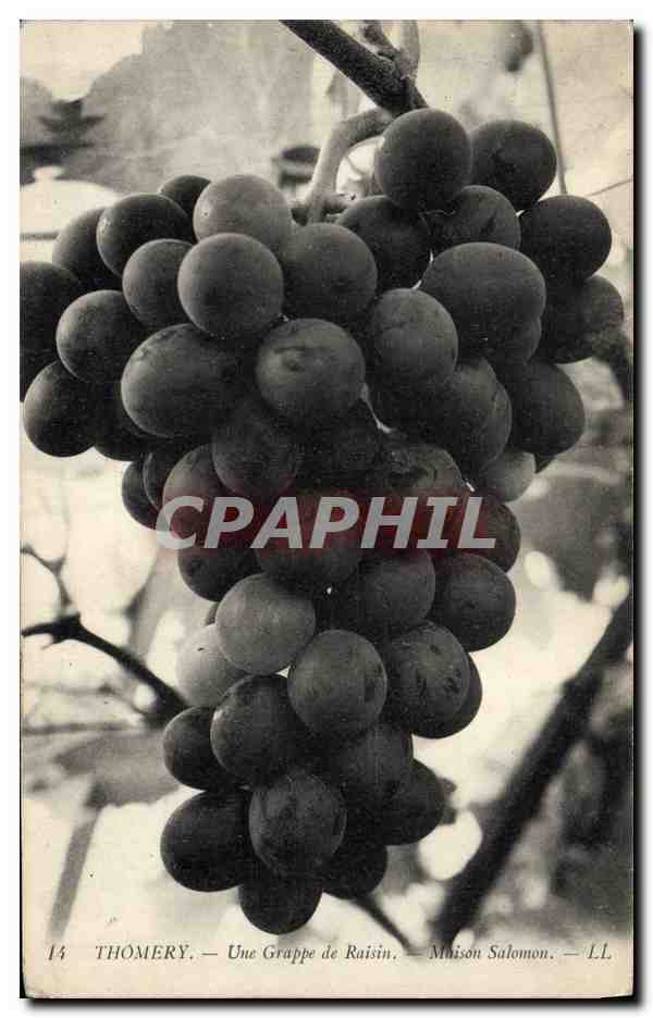 Thomery — Une Grappe de Raisin — Maison Salomon — LL