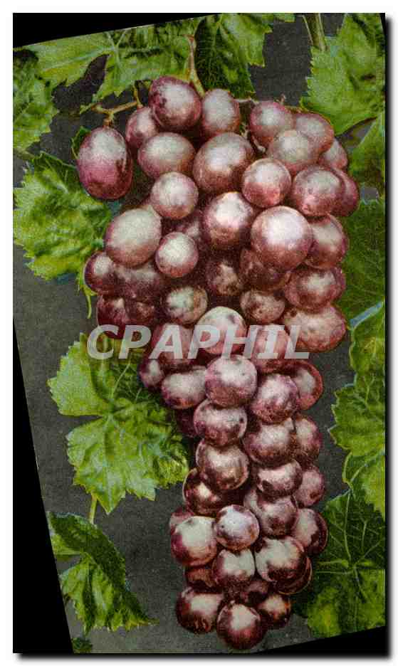 CPA Vin Vendanges Raisin Flamin Tokay Grape 