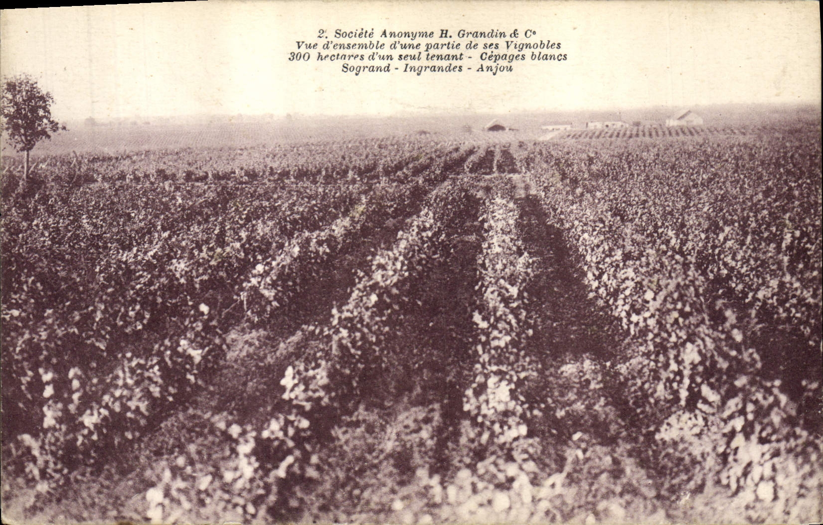 CPA Vin Vendanges Grandin & Co Vue d'ensemble d'une partie de ses vignobles 
