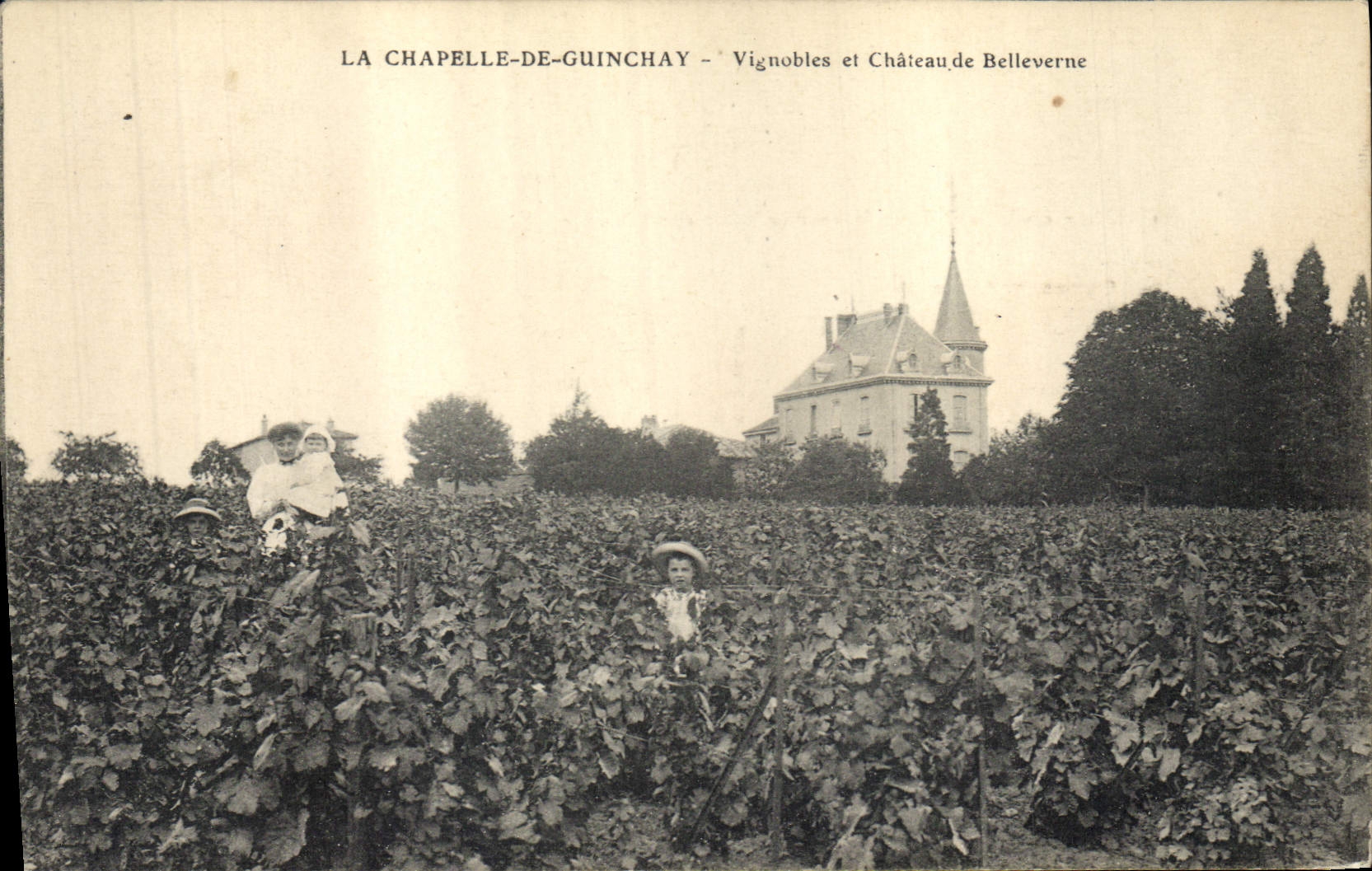 CPA Vin Vendanges La Chapelle de Guinchay Vignobles de Belleverne 