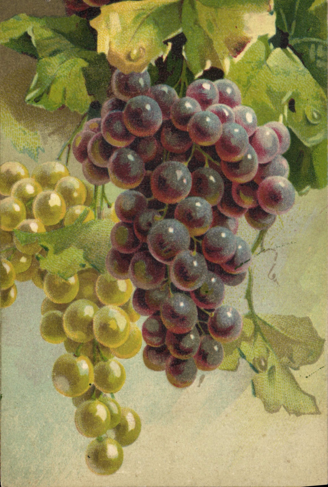 Grapes — illustration colorée — sans éditeur ni numéro visible