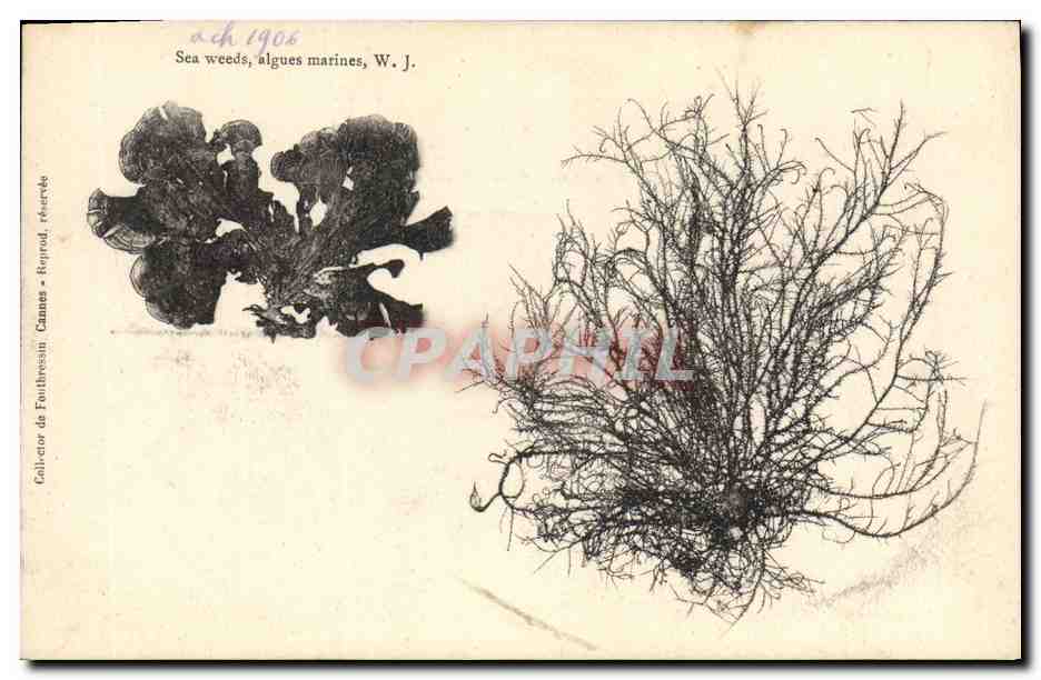 CPA Fleurs Sechees Algues marines WJ 