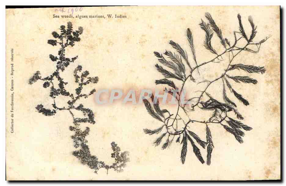 CPA Fleurs Sechees Algues marines W Indies 