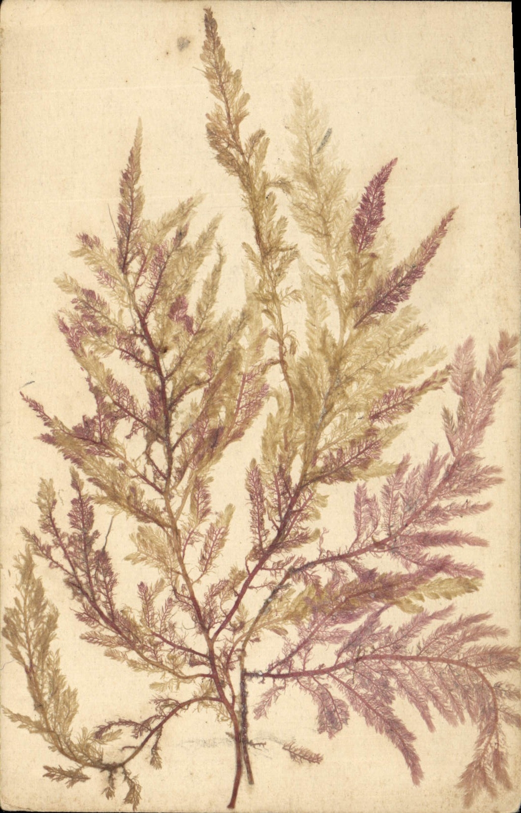 Plante marine séchée — échantillon botanique — carte postale française - Recto