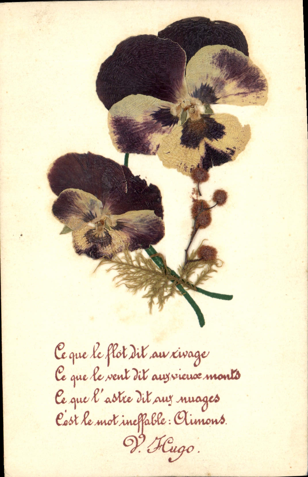 CPA Fleurs Sechees 