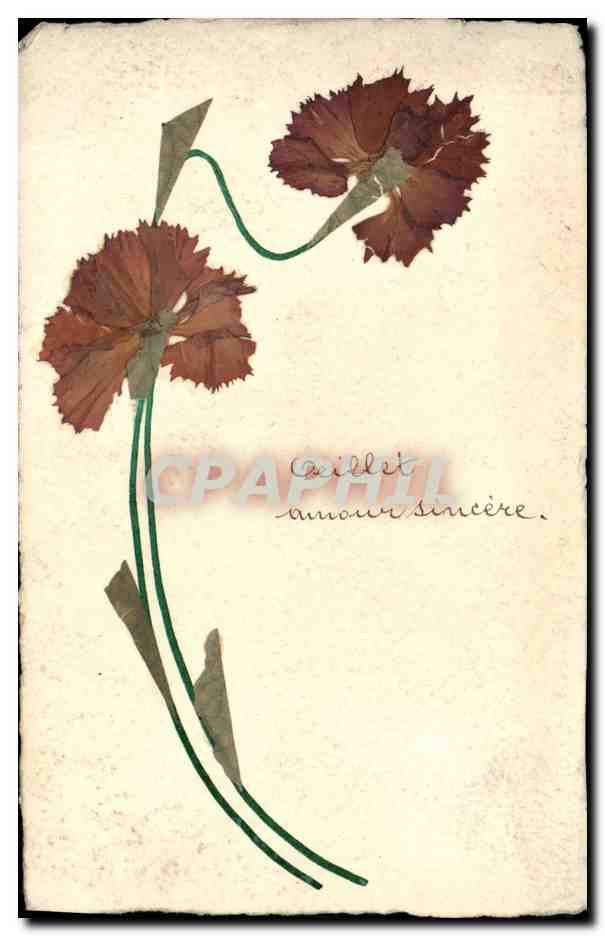 CPA Fleurs Sechees 