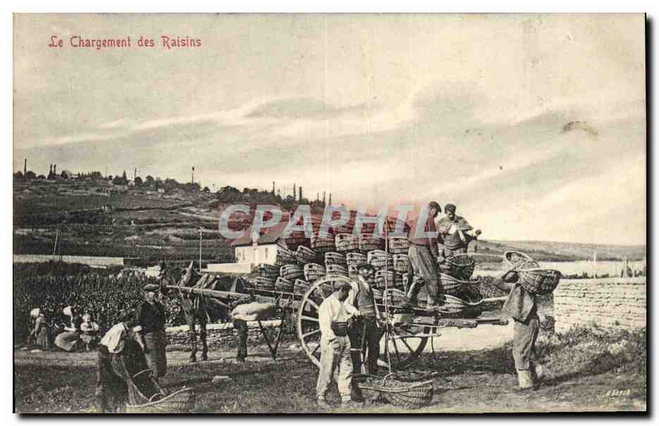 CPA Folklore Vin Vendanges Le chargement des raisins