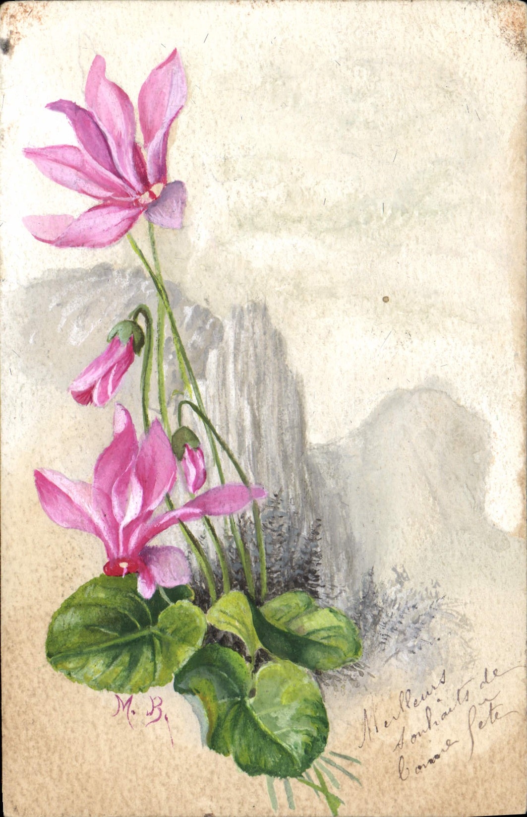 Cyclamens — dessin à l'aquarelle — M. B. — éditeur non visible