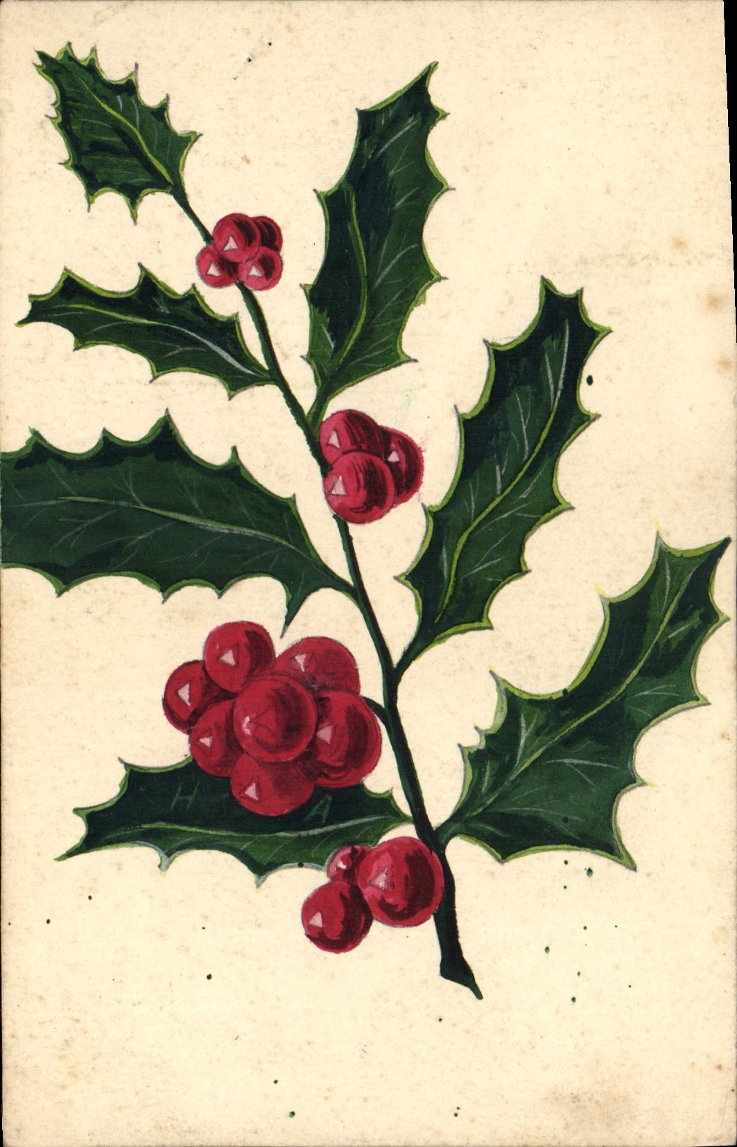 Branches de houx — illustration festive — sans éditeur ni numéro visible