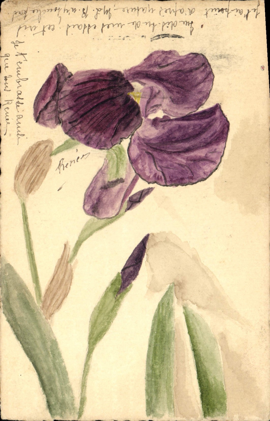 Iris violet — dessin à l'aquarelle — éditeur non visible