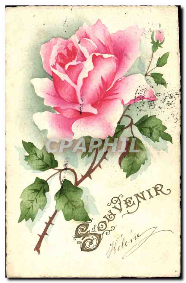 Rose — Souvenir — Hélène