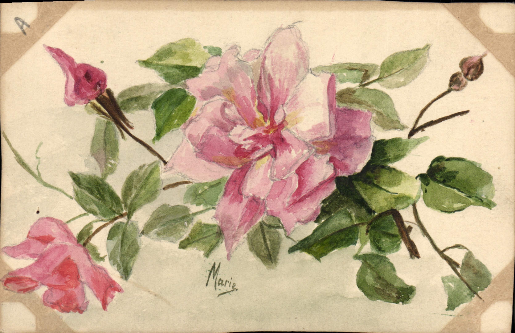 Rosier — dessin à l'aquarelle — Marie