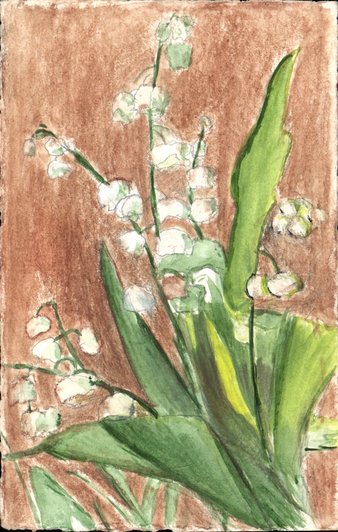 Lily of the Valley — dessin à l'aquarelle — CPAPHIL