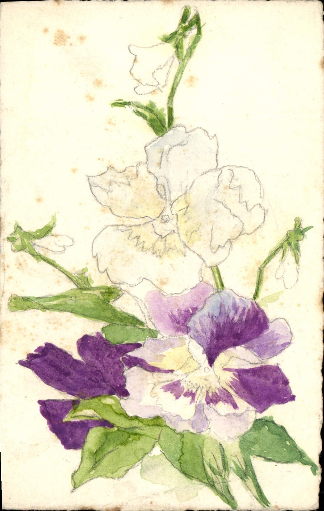 Fleurs de pensée — aquarelle — CPAPHIL