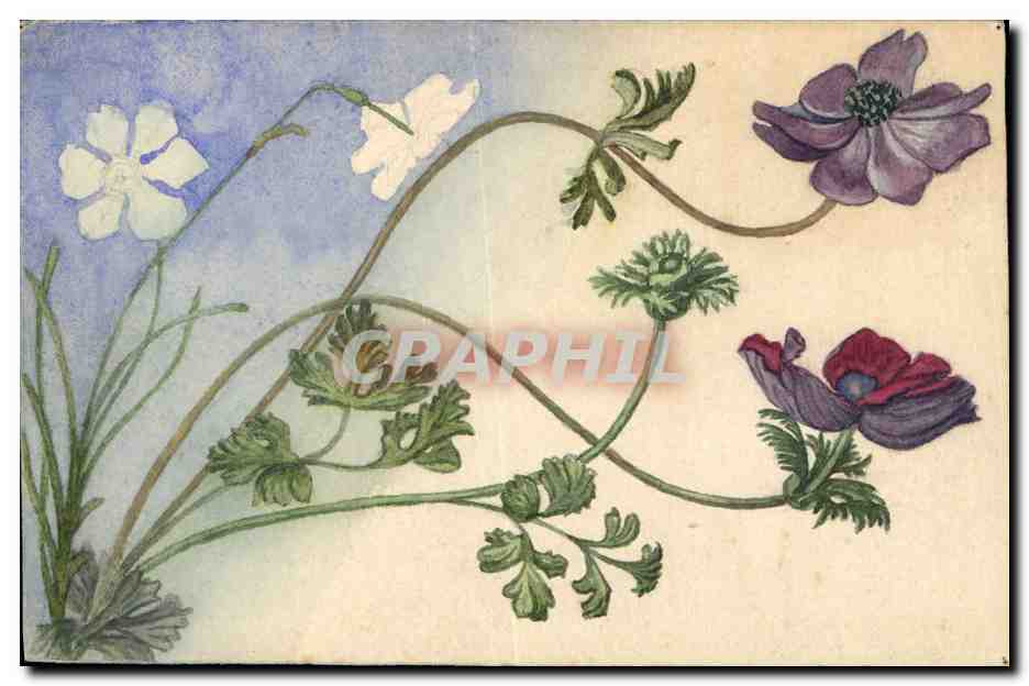 Fleurs sauvages — illustration botanique — éditeur inconnu