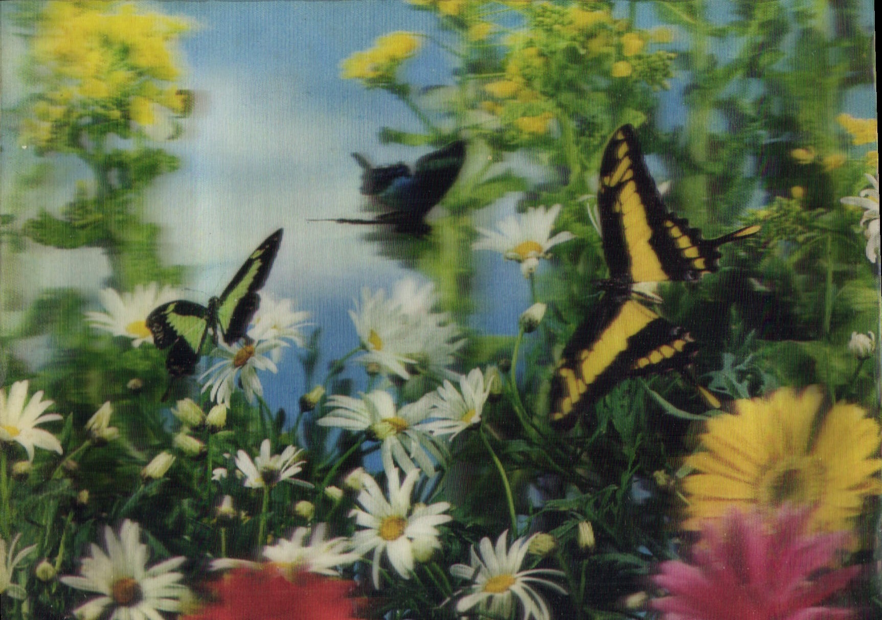 Papillons dans un jardin — édition 3D-Color — CPAPHIL