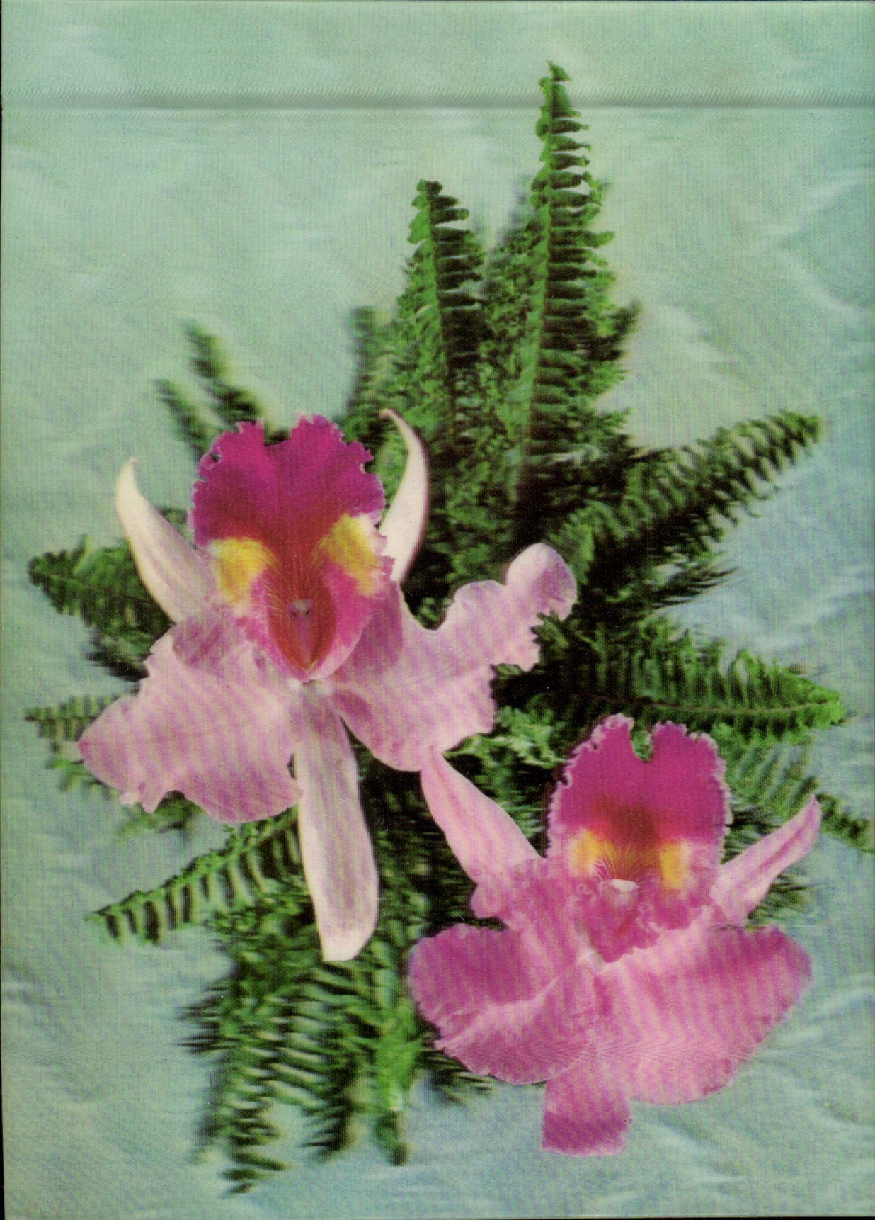 Orchidées — Collectionneur Alexandre Vassort — Paris