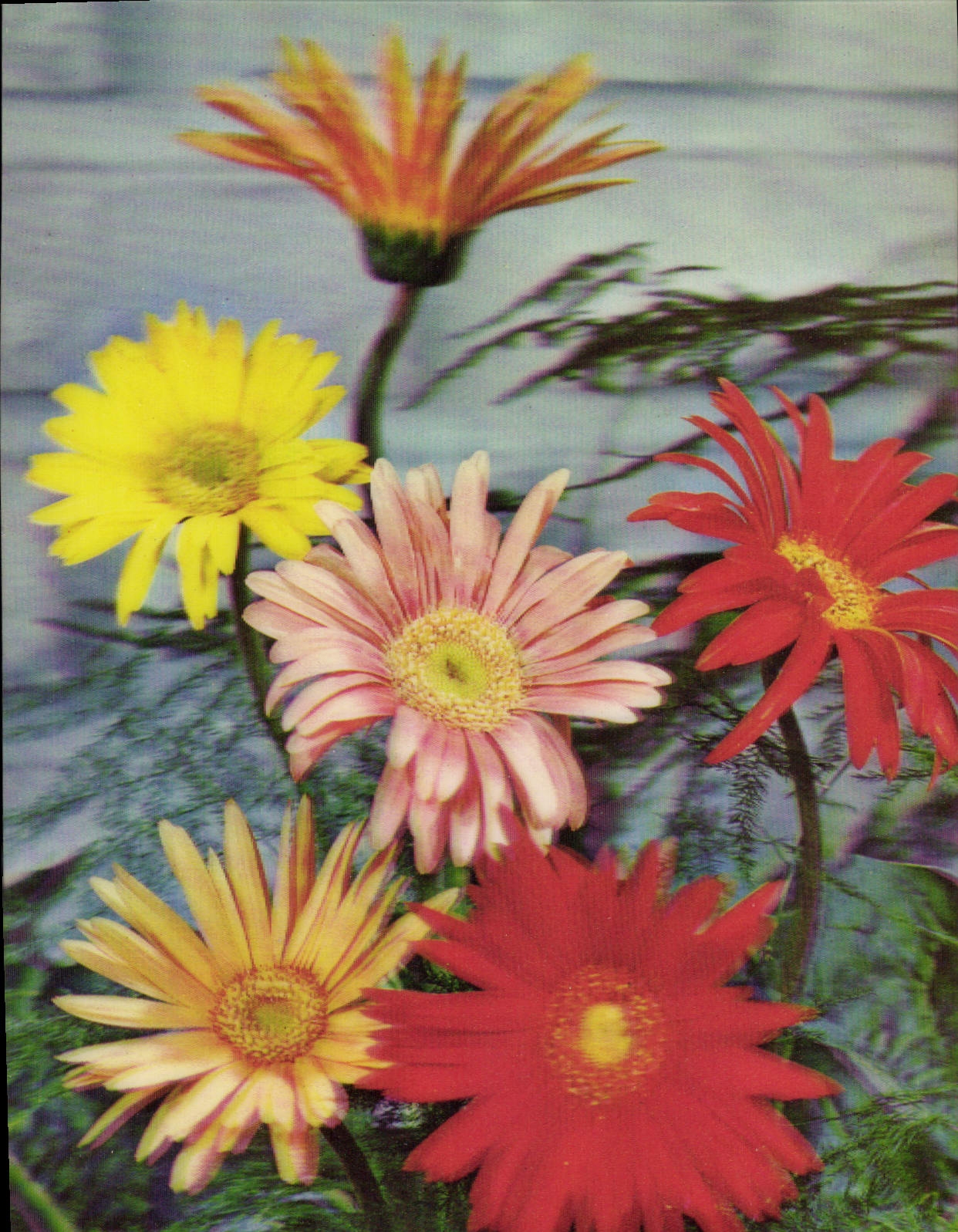 Fleurs de gerberas colorées — éditeur Toppan Printing Co. Ltd, n° CS-215