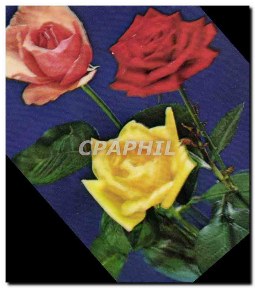 Drie rozen — rood, lichte roze, geel — op blauw achtergrond — uitgever WONER CO.-LTD