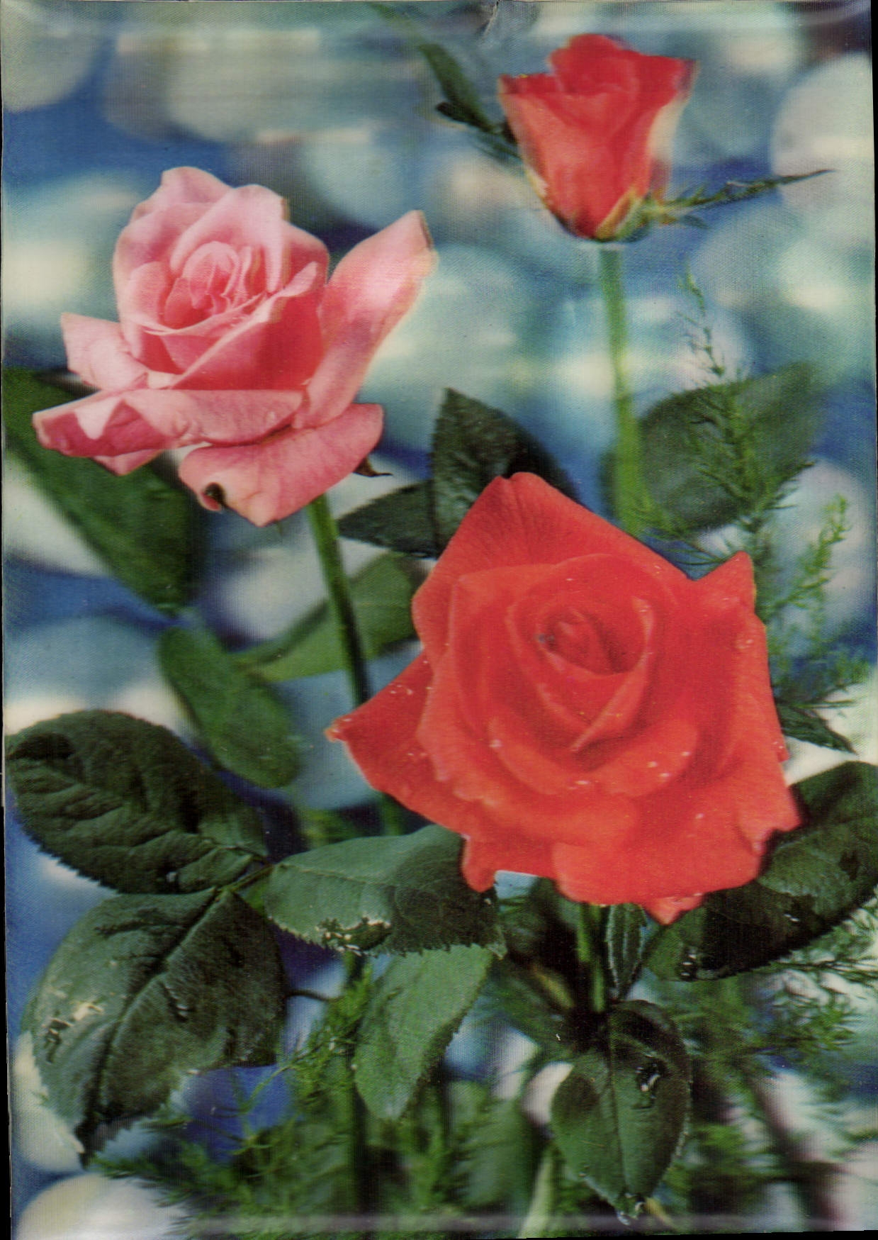 Roses — édition officielle — Floralies Internationales, Paris