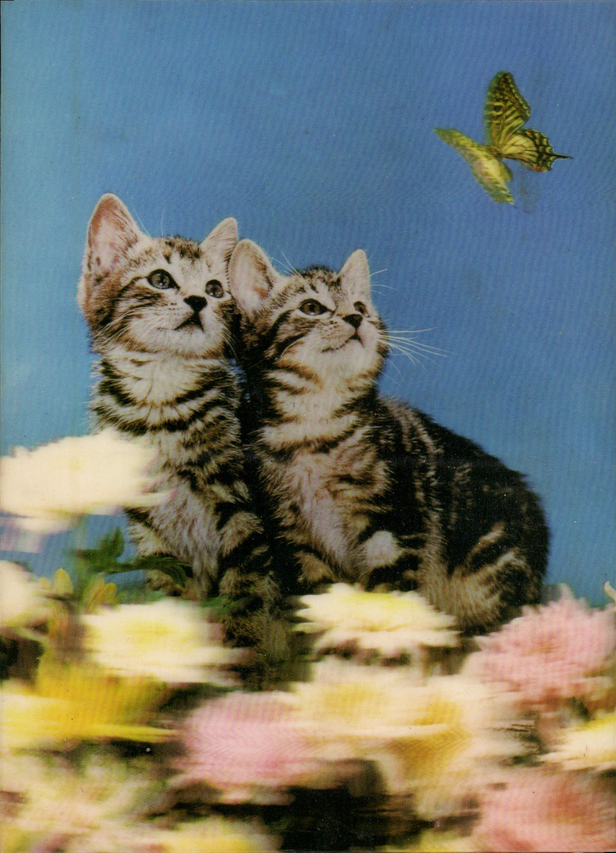 Deux chatons regardant un papillon — illustration — Royalcolos Totalfoto Milano