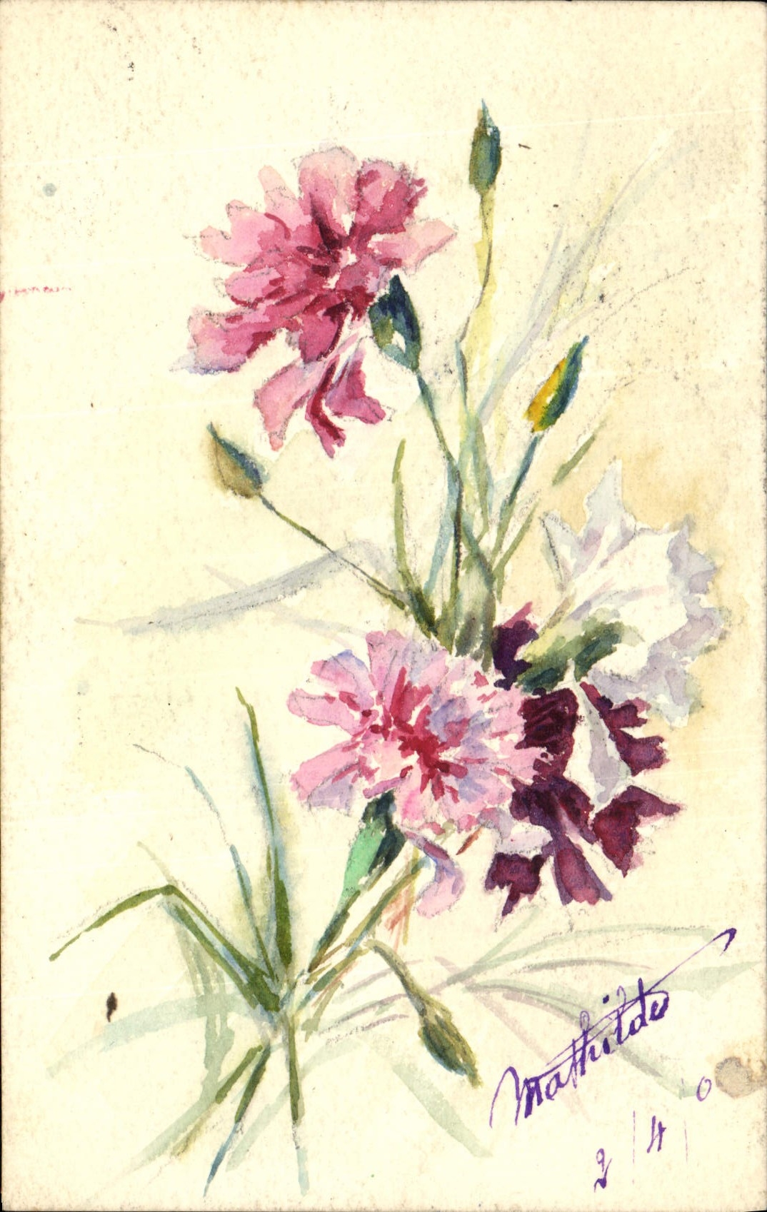 Fleurs de carthame — aquarelle signée Mathilde — 2/40
