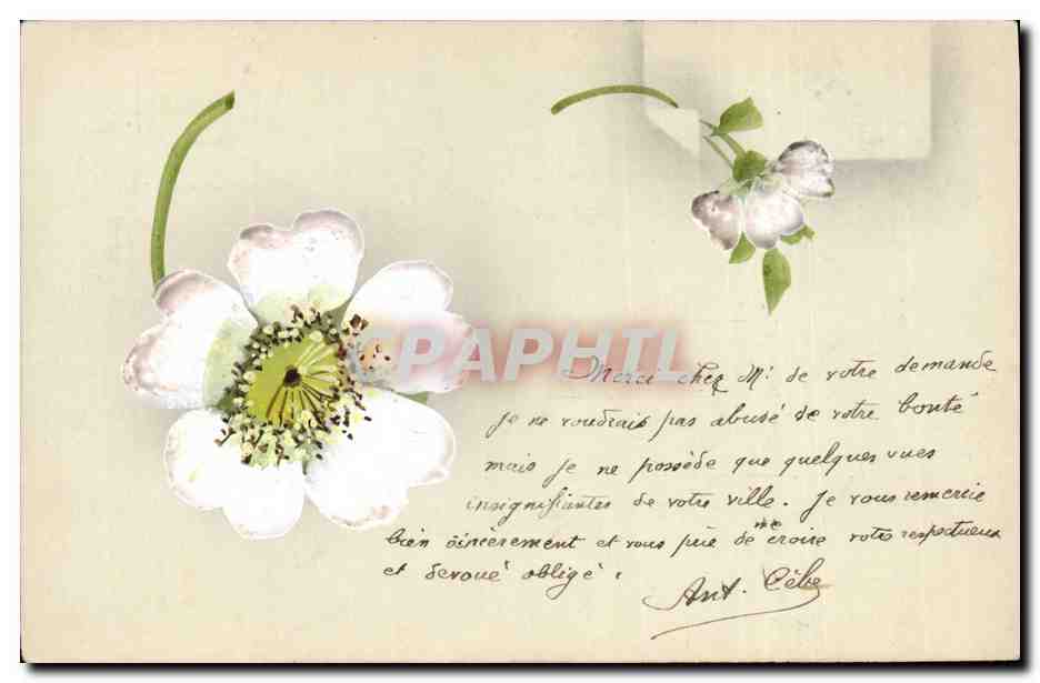 Fleur blanche — carte postale avec texte manuscrit — éditeur inconnu, n° de série non visible